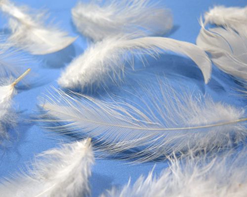weiße Flaumfedern auf blauem Hintergrund - white downs on blue background